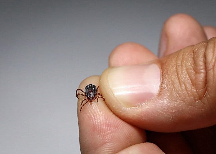 Yeni Kene Kaynaklı Sulak Alan Virüsü: Tehdit ve Korunma Yöntemleri
