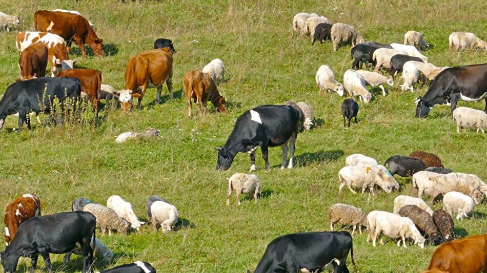 Yeni Kene Kaynaklı Sulak Alan Virüsü: Tehdit ve Korunma Yöntemleri