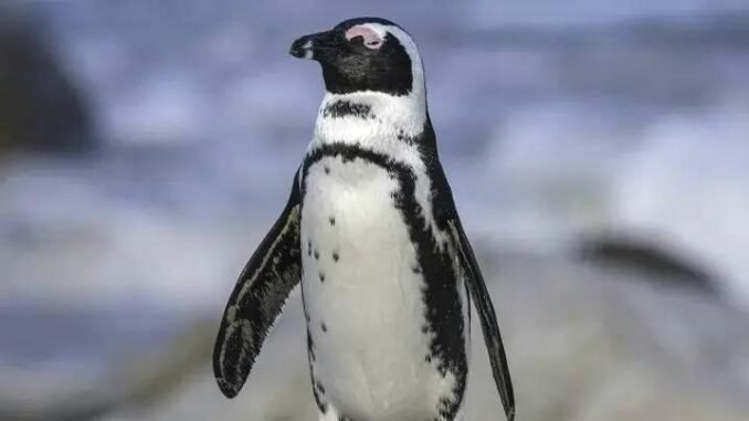 62 Bin Penguenden 59 Bini Açlıktan Hayatını Kaybetti - UcakHaber