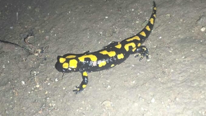 Erzincan’da ‘Benekli Semenderler’ Görüntülendi - UcakHaber
